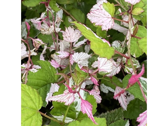 Rubus microphyllus 'Variegatus' - ostružiník