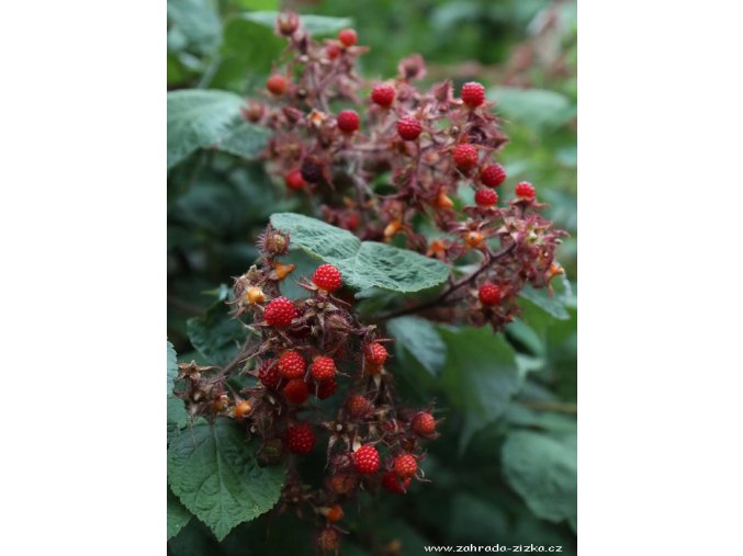 Rubus phoenicolasius - ostružiník japonský