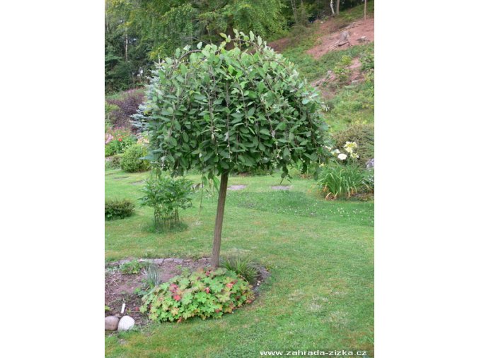 Salix caprea 'Pendula' kmínek - vrba jíva