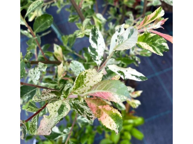 Salix cinerea 'Variegata' - vrba popelavá