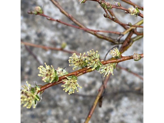 Salix finmarchica (x) - vrba Finmarchova