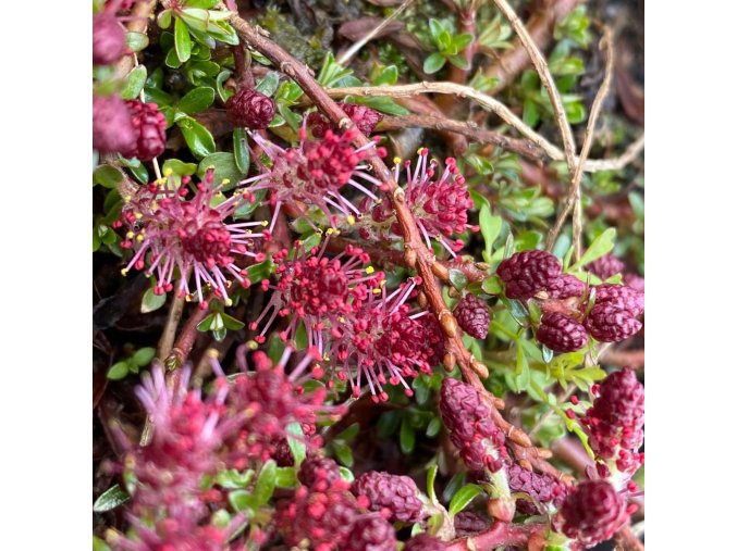 Salix hylematica - vrba západohimálajská