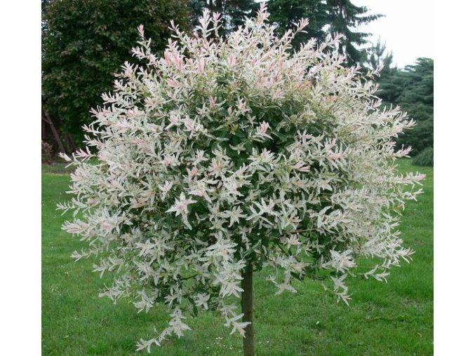 Salix integra 'Hakuro Nishiki' kmínek - vrba japonská
