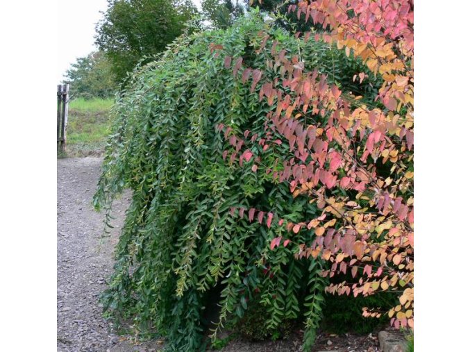 Salix integra 'Pendula' - vrba