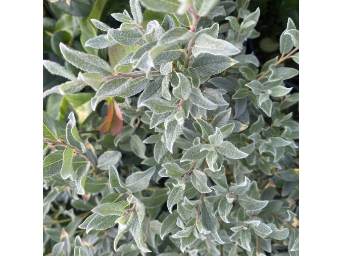 Salix lanata - vrba vlnatá