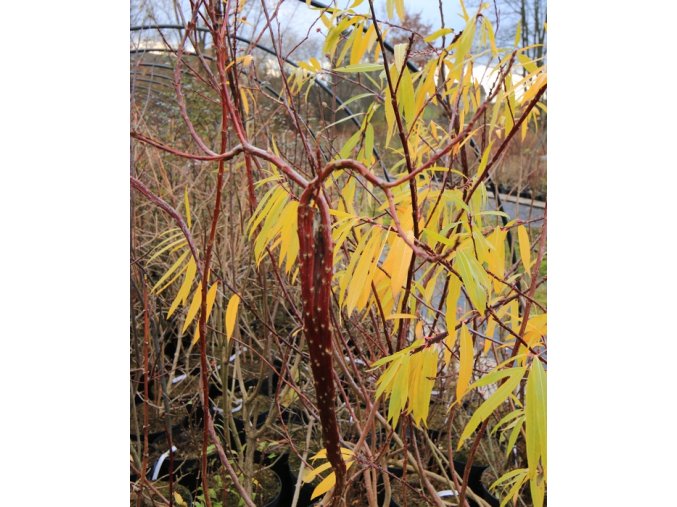 Salix sachalinensis 'Sekka' - vrba sachalinská
