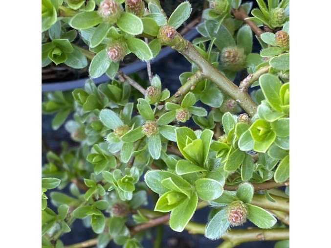 Salix simulatrix (x) - vrba zakrslá