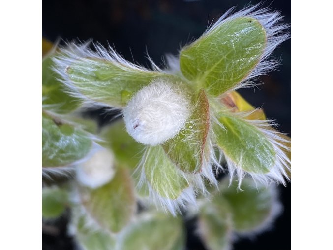 Salix yezoalpina - vrba