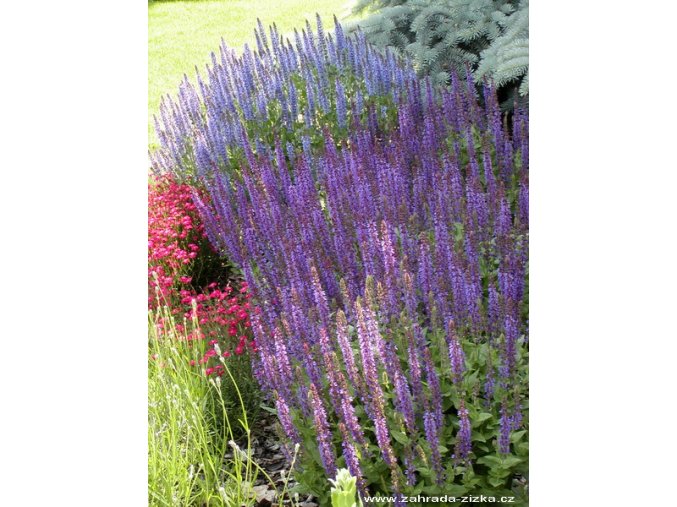 Salvia nemorosa 'Ostfriesland' - šalvěj hajní
