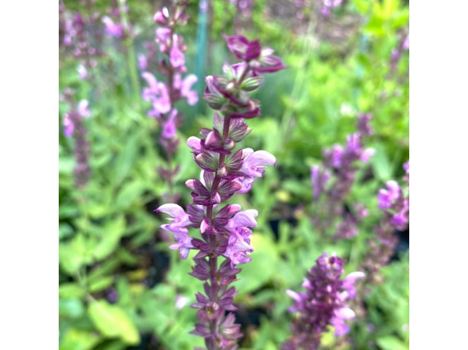 Salvia nemorosa 'Rosakönigin' - šalvěj hajní