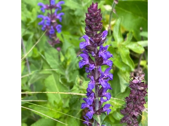Salvia nemorosa 'Violettkönigin' - šalvěj hajní