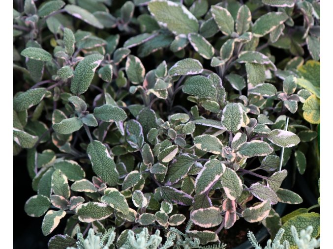Salvia officinalis 'Tricolor' - šalvěj lékařská