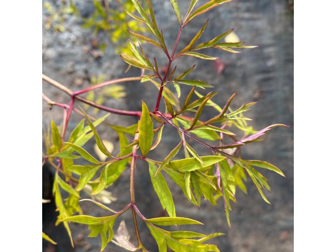 Sambucus canadensis 'Acutiloba' - bez