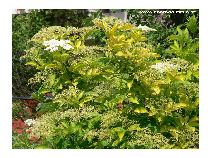 Sambucus nigra 'Aurea' - bez černý