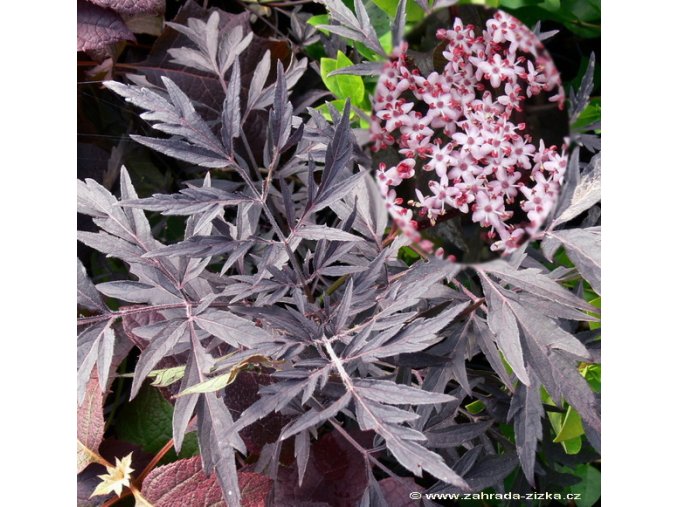 Sambucus nigra 'Black Lace' - bez černý