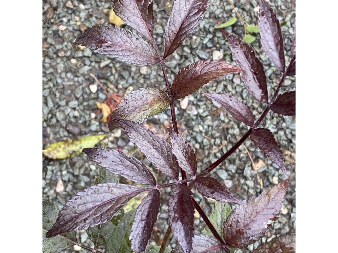 Sambucus nigra 'Blue Sheen' - bez černý