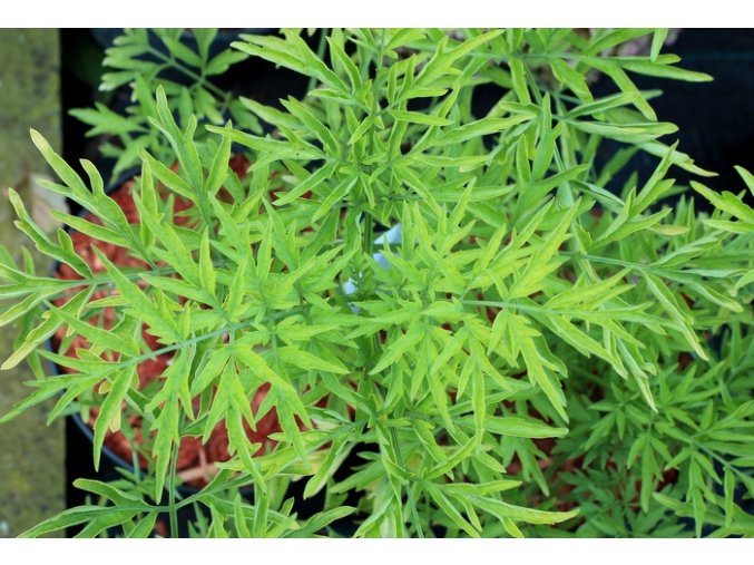 Sambucus nigra 'Golden Tower' - bez černý