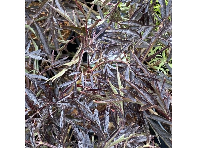 Sambucus nigra Cherry Lace
