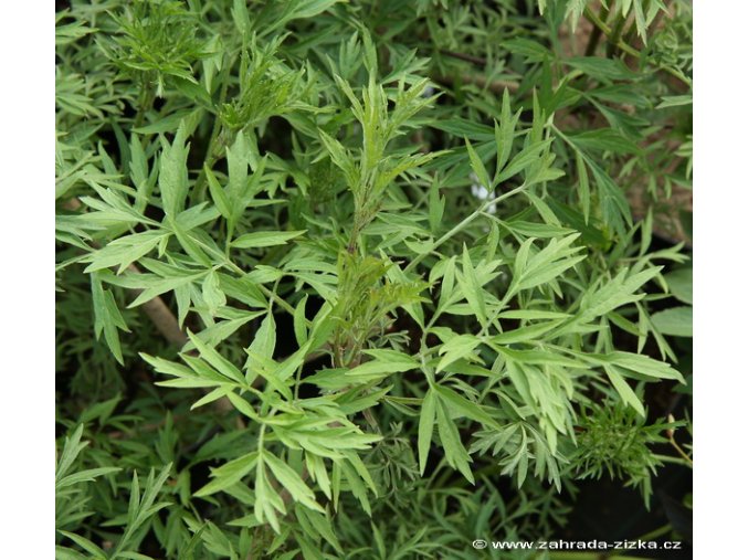 Sambucus nigra 'Laciniata' - bez černý