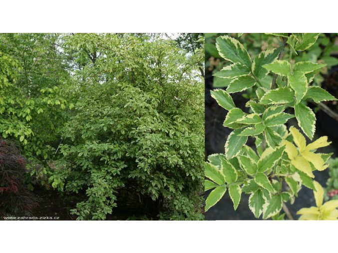Sambucus nigra 'Madonna' - bez černý