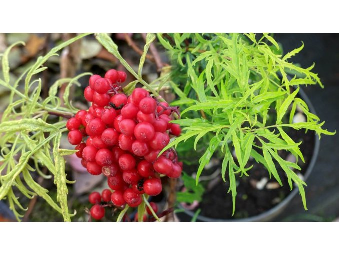 Sambucus racemosa 'Goldenlocks' - bez hroznatý