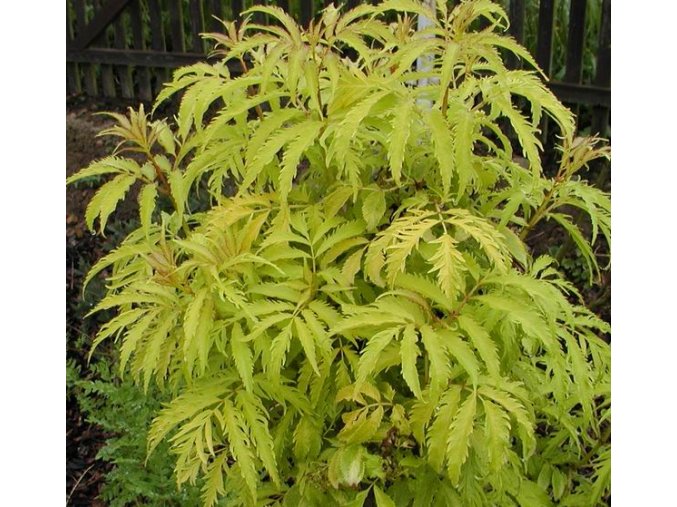 Sambucus racemosa 'Plumosa Aurea' - bez hroznatý