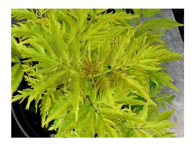 Sambucus racemosa 'Sutherland Gold' - bez hroznatý