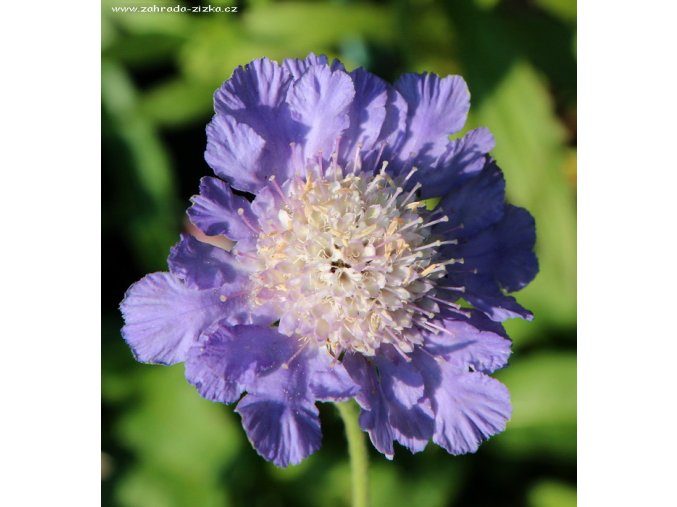 Scabiosa caucasica 'Perfecta' - hlaváč kavkazský