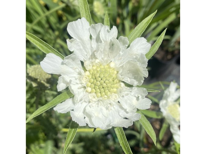 Scabiosa caucasica 'Perfecta Alba' - hlaváč kavkazský