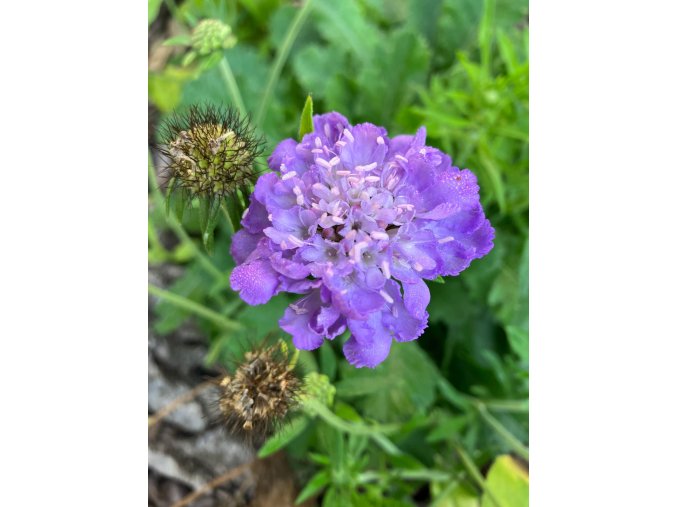 Scabiosa columbaria f. nana 'Misty Butterflies' - hlaváč