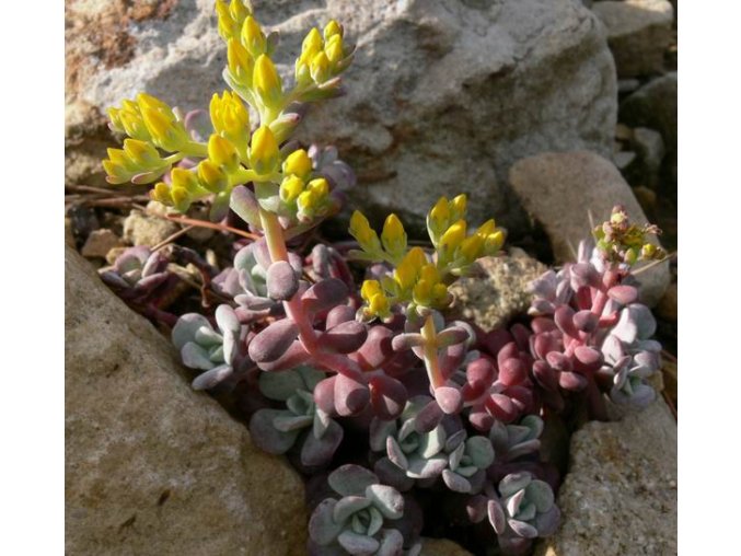 Sedum spathulifolium 'Purpureum' - rozchodník