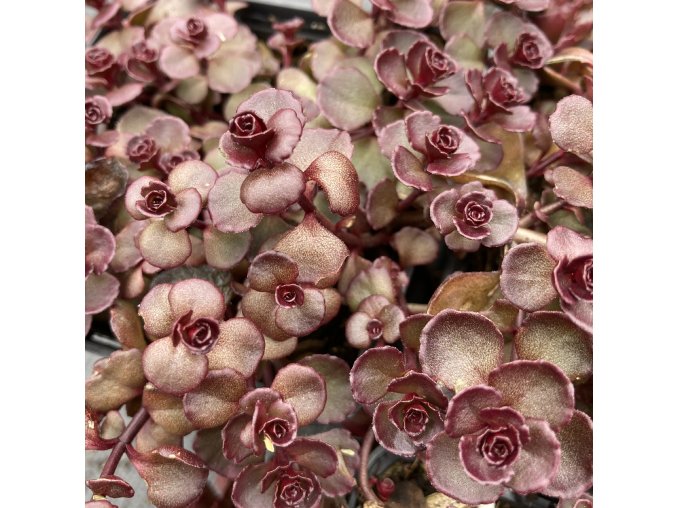 Sedum spurium 'Voodoo' - rozchodník pochybný