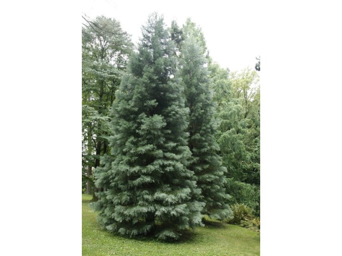 Sequoiadendron giganteum - sekvojovec obrovský