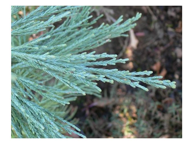 Sequoiadendron giganteum 'Glaucum' - sekvojovec obrovský