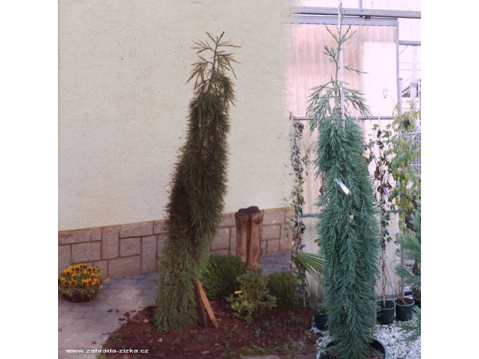Sequoiadendron giganteum 'Pendulum' - sekvojovec obrovský