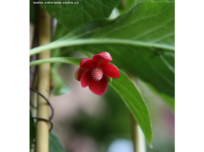 Schizandra rubriflora - klanopraška
