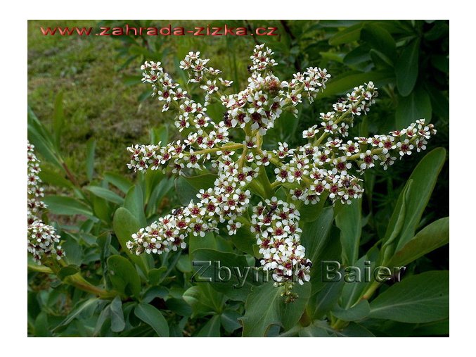 Sibiraea levigata - sibiřanka hladká