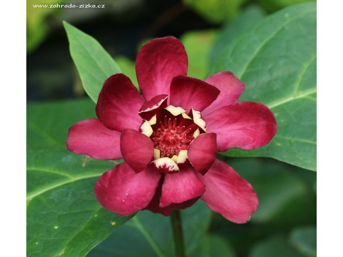Sinocalycanthus (x) 'Aphrodite' - sazaníkovec
