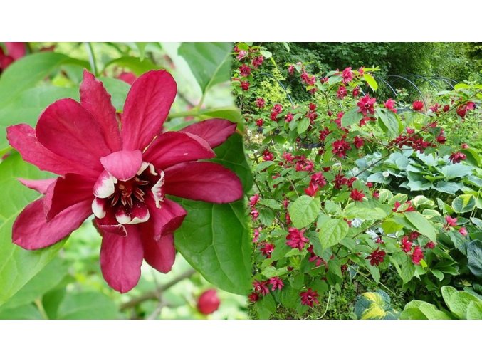 Sinocalycanthus 'Hartlage Wine' - sazaníkovec