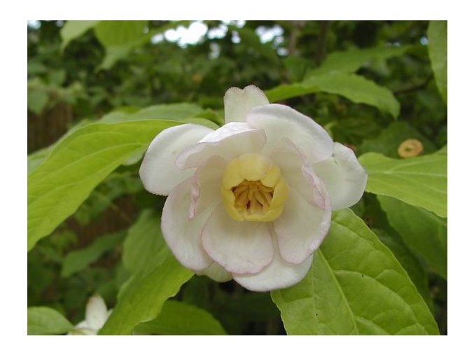 Sinocalycanthus chinensis - sazaníkovec čínský