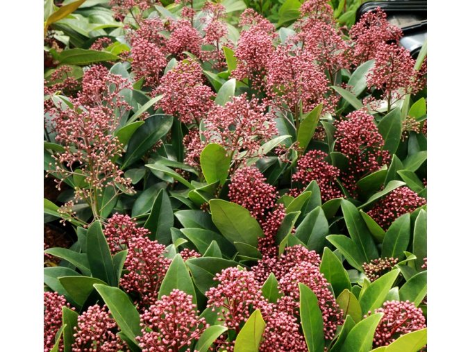 Skimmia japonica 'Rubella' - skimie japonská