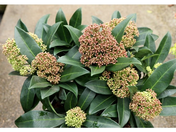 Skimmia japonica 'Rubesta Giant Pink' - skimie japonská