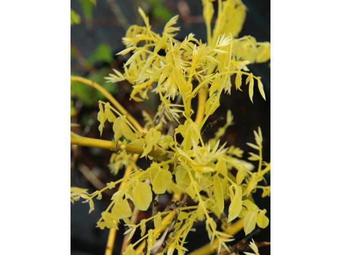 Sophora japonica 'Flaviramea' - jerlín japonský