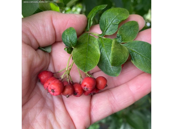 Sorbocotoneaster pozdnjakovii - jeřáboskalník