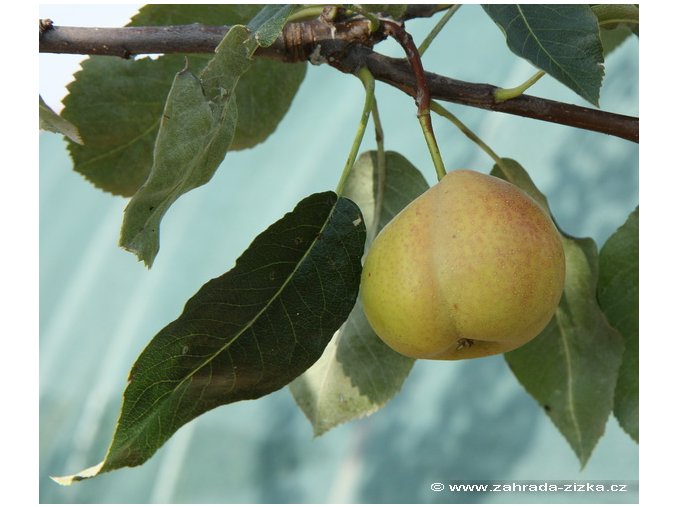 Sorbopyrus auricularis (x) - Hruškojeřáb 'hrušeň Tatarova'