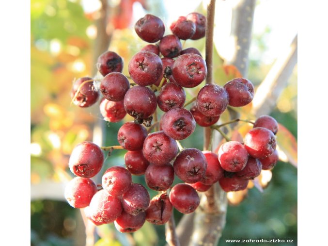 Sorbus 'Alaja Krupnaja' - jeřáb