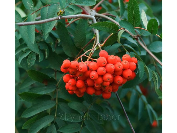 Sorbus aucuparia - jeřáb obecný