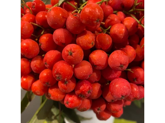 Sorbus aucuparia 'Konzentra' - jeřáb