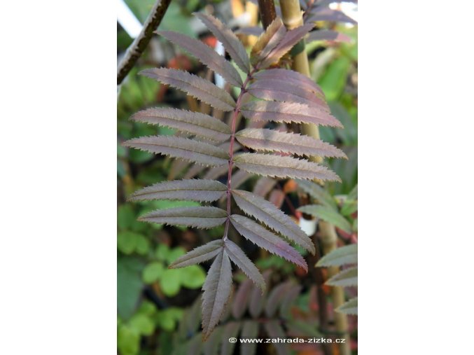Sorbus aucuparia 'Rose Glow' - jeřáb