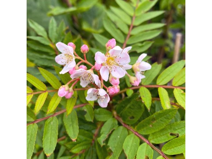 Sorbus filipes - jeřáb nitkovitě stopkatý